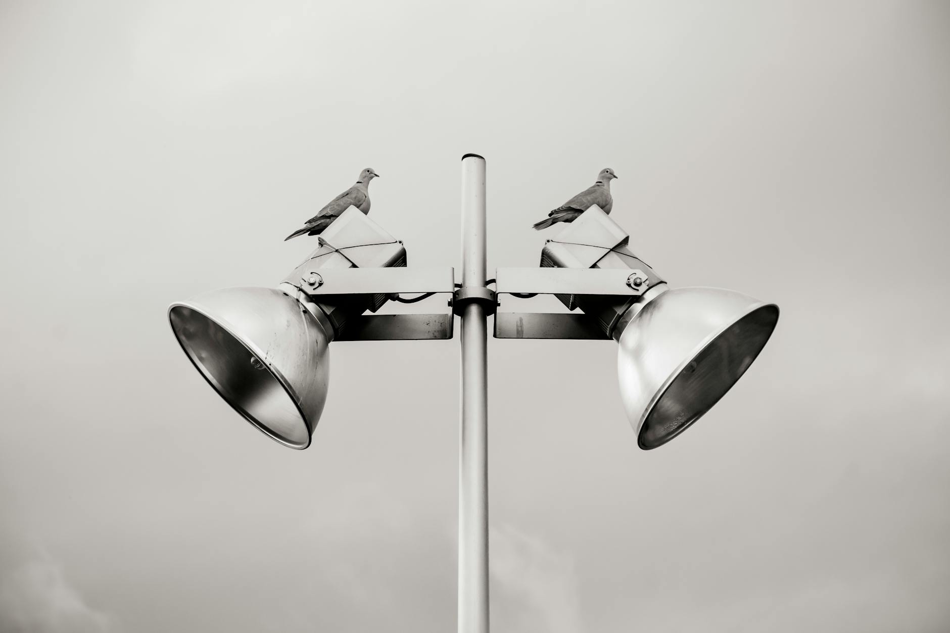two pigeon perched on white track light. A/B testing. George Feola georgefeola.io