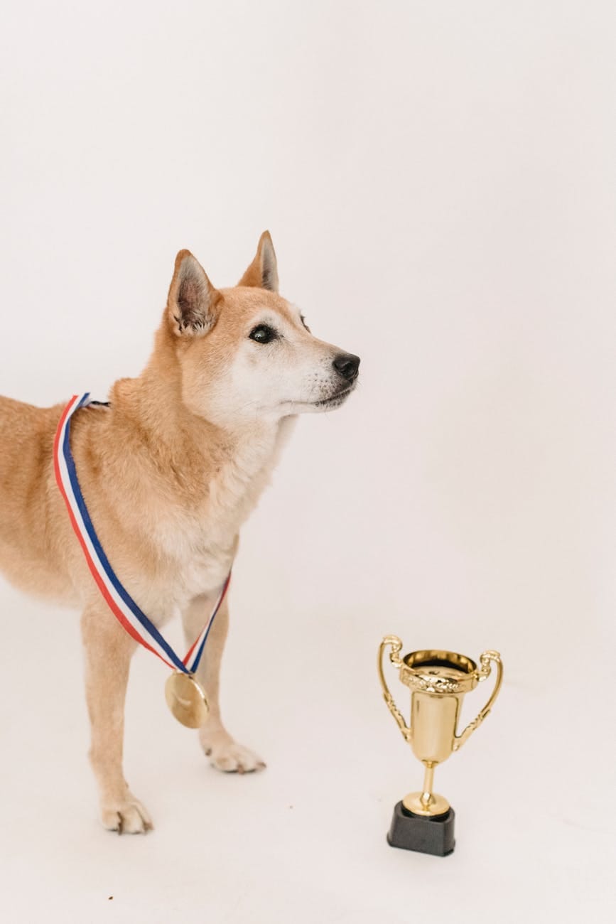 curious shiba inu with with champion trophy and medal georgefeola.io george feola